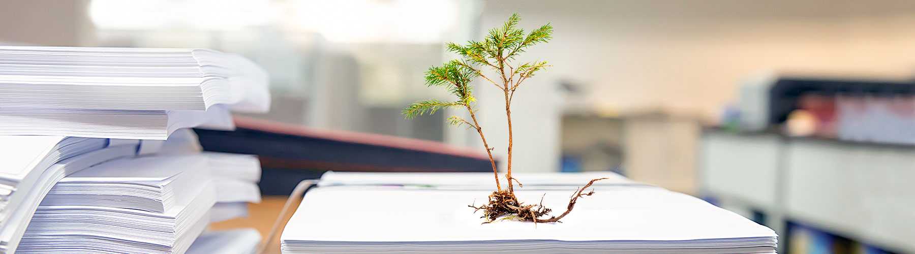 Auf FSC-zertifiziertem... Wir drucken nachhaltig